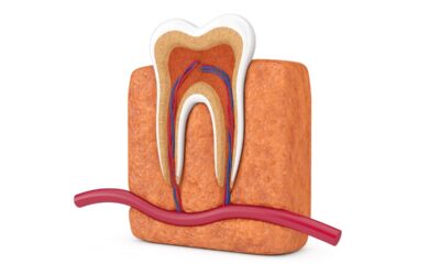 A fog felépítése, részei. A fogak funkciója